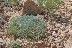 Astragalus simplicifolius
