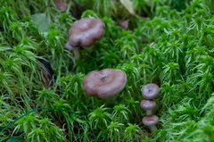 Lactarius pilatii