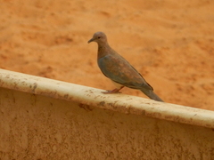 Streptopelia senegalensis