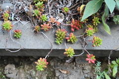 Sedum × rubrotinctum