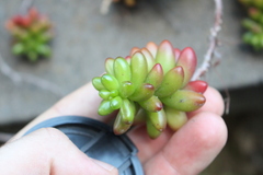 Sedum × rubrotinctum