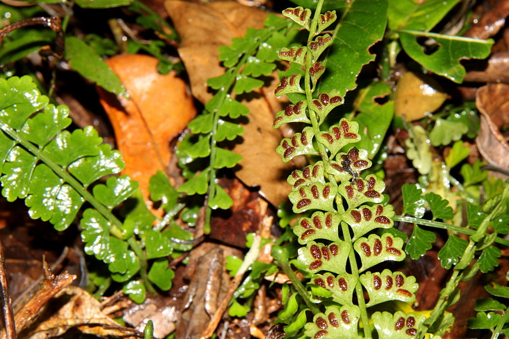 Sanderson's Spleenwort