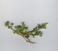 Medicago rigidula