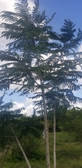 Peltophorum