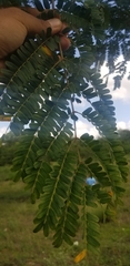 Peltophorum