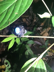 Lepidothrix coronata