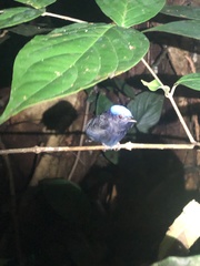 Lepidothrix coronata