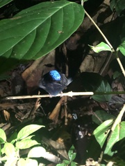 Lepidothrix coronata