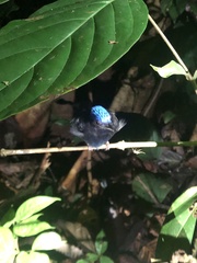 Lepidothrix coronata