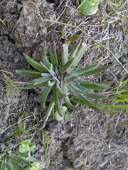 Dudleya abramsii bettinae