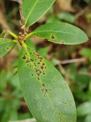 Chuppomyces handelii