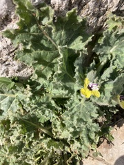 Hyoscyamus aureus