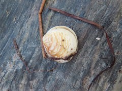 Laevicardium mortoni