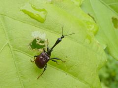 Paracycnotrachelus chinensis