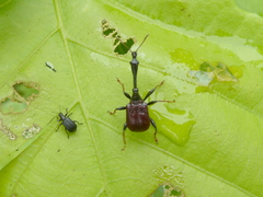 Paracycnotrachelus chinensis
