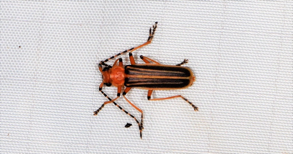 Tylocerus