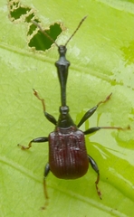 Paracycnotrachelus chinensis