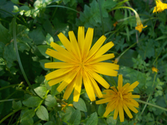 Aposeris foetida