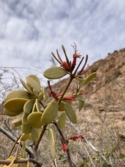 Lorantheae