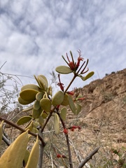 Lorantheae