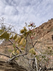 Lorantheae