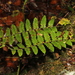 Arthropteris monocarpa - Photo (c) Pete Woodall, algunos derechos reservados (CC BY-NC), subido por Pete Woodall