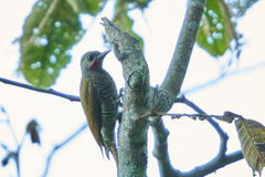 Colaptes auricularis