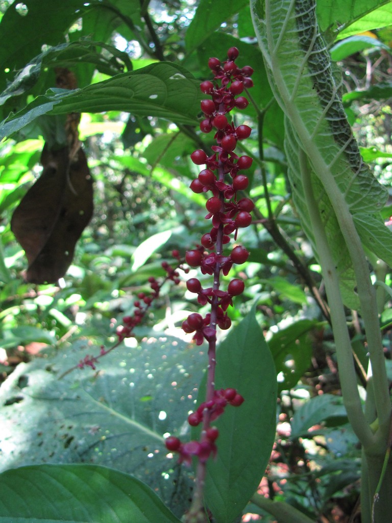 Trichostigma peruvianum