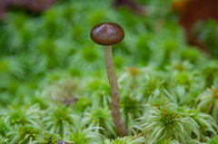 Phaeonematoloma myosotis