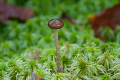 Phaeonematoloma myosotis