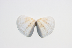 Macridiscus aequilatera