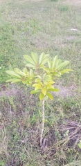 Tabebuia polyantha