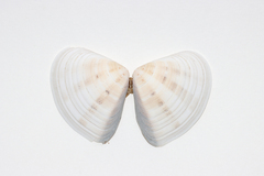 Macridiscus aequilatera