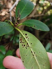Chuppomyces handelii
