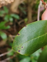 Chuppomyces handelii