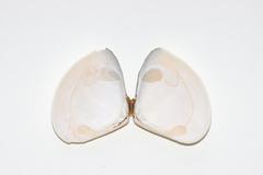 Macridiscus aequilatera