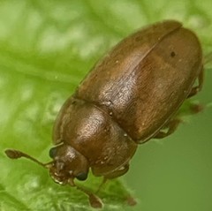 Pria dulcamarae