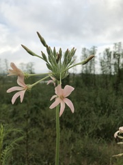 Pelargonium luridum