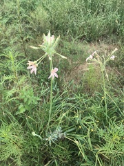 Pelargonium luridum