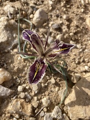 Iris edomensis