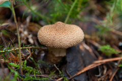 Cortinarius pholideus