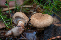 Cortinarius pholideus