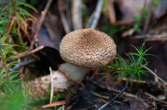 Cortinarius pholideus