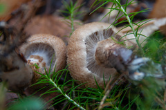 Cortinarius pholideus