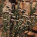 Fynbos Blombush - Photo (c) Tony Rebelo, some rights reserved (CC BY-SA), uploaded by Tony Rebelo