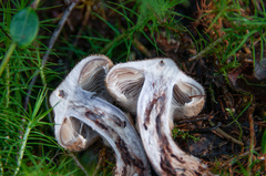 Cortinarius pholideus