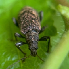 Phyllobius pilicornis