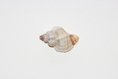 Muricoidea