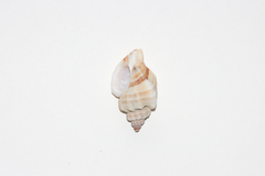 Muricoidea