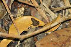 Pseudopaludicola pusilla